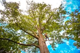 How Our Tree Care Process Works  in  Village Of The Branch, NY