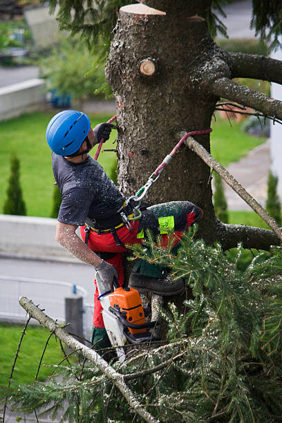 Best Lawn Pest Prevention  in Village Of The Branch, NY
